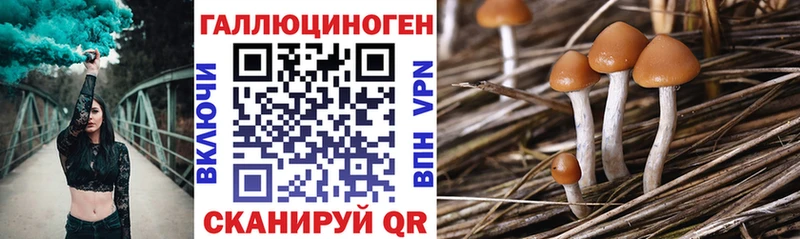 Галлюциногенные грибы Psilocybe  Алдан 